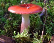 분홍무당버섯(막대무당버섯 증복) (Russula rhodopus Zvára)