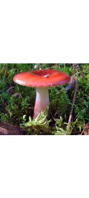 분홍무당버섯(막대무당버섯 증복) (Russula rhodopus Zvára)