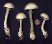 비듬마귀광대버섯 (Amanita multisquamosa Peck > Amanita pantherina var. multisquamosa (Pk.) Jenkins)