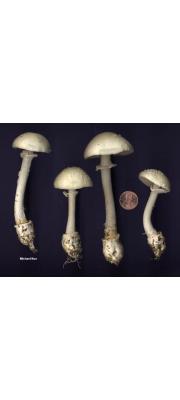 비듬마귀광대버섯 (Amanita multisquamosa Peck > Amanita pantherina var. multisquamosa (Pk.) Jenkins)