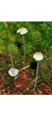 가루애주름버섯 (Mycena olida Bres.)