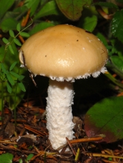 톱날포도버섯(톱날독청버섯) (Stropharia ambigua (Peck) Zeller)