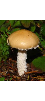 톱날포도버섯(톱날독청버섯) (Stropharia ambigua (Peck) Zeller)