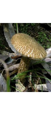점액남방그물버섯 (Austroboletus subvirens (Hongo) Wolfe)