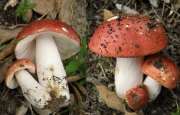 장미무당버섯(졸각무당버섯) (Russula rosea Pers. > Russula lepida Fr.)