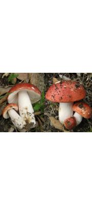 장미무당버섯(졸각무당버섯) (Russula rosea Pers. > Russula lepida Fr.)
