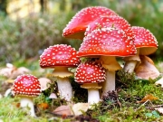 광대버섯 (Amanita muscaria (L.) Lam.  > Amanita muscaria (L.) Lam. var. muscaria)