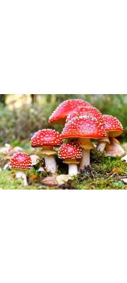 광대버섯 (Amanita muscaria (L.) Lam.  > Amanita muscaria (L.) Lam. var. muscaria)