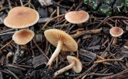 겨나팔버섯 (Tubaria furfuracea (Pers.) Gill.)