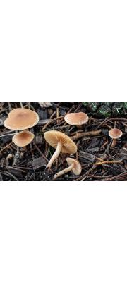 겨나팔버섯 (Tubaria furfuracea (Pers.) Gill.)