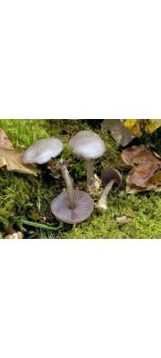 졸각애주름버섯 (Mycena pelianthina (Fr.) Quél.)