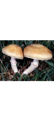 왕관포도버섯(왕관독청버섯) (Stropharia oronilla (Bull. ex DC.) Quél.)