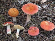 노랑장미무당버섯 (Russula roseipes Secr.)