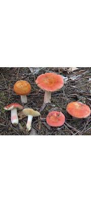 노랑장미무당버섯 (Russula roseipes Secr.)
