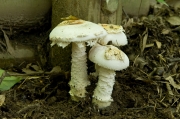 노란막광대버섯(신알광대버섯) (Amanita neoovoidea Hongo)