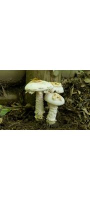 노란막광대버섯(신알광대버섯) (Amanita neoovoidea Hongo)