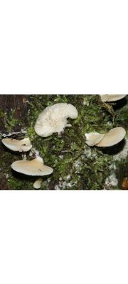 평평귀버섯 (Crepidotus applanatus (Pers.) P. Kumm.  > Crepidotus applanatus (Pers.) Kumm. var. applanatus)