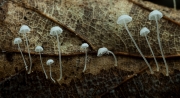 낙엽애주름버섯 (Mycena polyadelpha (Larsh) Kühn.)