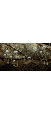 낙엽애주름버섯 (Mycena polyadelpha (Larsh) Kühn.)