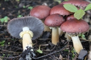 턱받이포도버섯(독청버섯아재비, 녹색독청버섯아재비) (Stropharia rugosoannulata Farl. ex Murr.  > Stropharia rugosoannulata f. lutea Hongo)