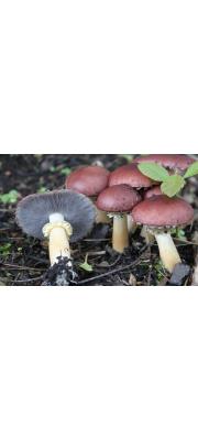 턱받이포도버섯(독청버섯아재비, 녹색독청버섯아재비) (Stropharia rugosoannulata Farl. ex Murr.  > Stropharia rugosoannulata f. lutea Hongo)