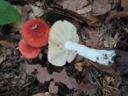 변색무당버섯 (Russula rubescens Beardslee)