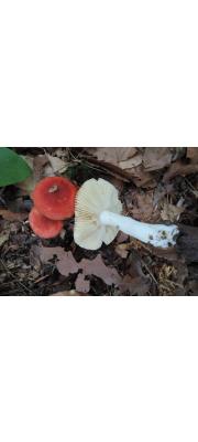 변색무당버섯 (Russula rubescens Beardslee)