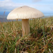 흰우산광대버섯((흰회색광대버섯) (Amanita nivalis Grev.)
