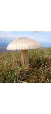 흰우산광대버섯((흰회색광대버섯) (Amanita nivalis Grev.)