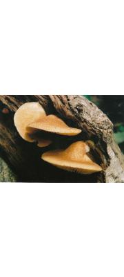 노루털귀버섯(노란털귀버섯, 노루귀버섯) (Crepidotus badiofloccosus Imai)
