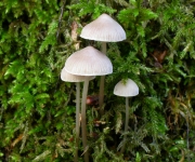 세로줄애주름버섯 (Mycena polygramma (Bull.) Gray)