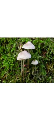 세로줄애주름버섯 (Mycena polygramma (Bull.) Gray)