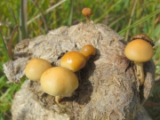 반구포도버섯(반구독청버섯) (Stropharia semiglobata (Batsch) Quél.)