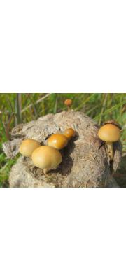 반구포도버섯(반구독청버섯) (Stropharia semiglobata (Batsch) Quél.)