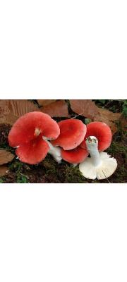 주홍무당버섯 (Russula rubra (Fr.) Fr.)