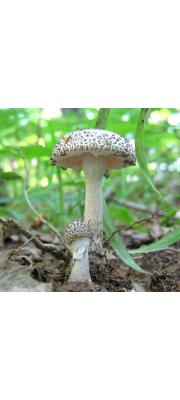 회색귀신광대버섯 (Amanita onusta (Howe) Sacc.)