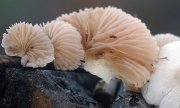 말검귀버섯 (Crepidotus caspari Velen  > Crepidotus lundellii Pilát)