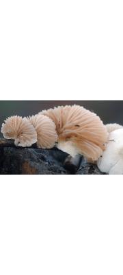 말검귀버섯 (Crepidotus caspari Velen  > Crepidotus lundellii Pilát)