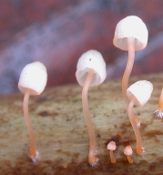 적백색애주름버섯 (Mycena pterigena (Fr.) P. Kumm.)