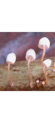 적백색애주름버섯 (Mycena pterigena (Fr.) P. Kumm.)
