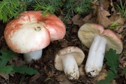 흰주홍무당버섯 (Russula rubroalba (Sing.) Romagn.)