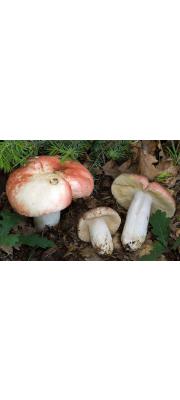 흰주홍무당버섯 (Russula rubroalba (Sing.) Romagn.)