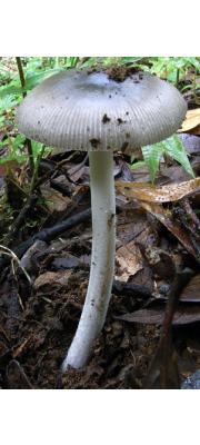 난포자광대버섯 (Amanita ovalispora Boed.)