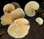 주걱귀버섯(넓은귀버섯아재비) (Crepidotus cesatii (Rabenh.) Sacc  > Crepidotus cesatii (Rabenh.) Sacc. var. cesatii  > Crepidotus cesatii var. subsphaerosporus (Lange) S.-Irlet  > Crepidotus subsphaerosporus (Lange) Kühn.)