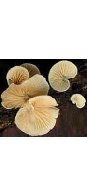 주걱귀버섯(넓은귀버섯아재비) (Crepidotus cesatii (Rabenh.) Sacc  > Crepidotus cesatii (Rabenh.) Sacc. var. cesatii  > Crepidotus cesatii var. subsphaerosporus (Lange) S.-Irlet  > Crepidotus subsphaerosporus (Lange) Kühn.)