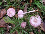 맑은애주름버섯 (Mycena pura (Pers.) P. Kumm.)