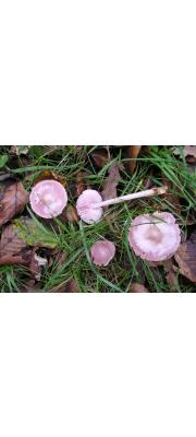 맑은애주름버섯 (Mycena pura (Pers.) P. Kumm.)