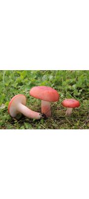 혈색무당버섯 (Russula sanguinea (Bull.) Fr.)