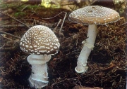 마귀광대버섯 (Amanita pantherina (DC.) Krombh.)