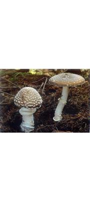 마귀광대버섯 (Amanita pantherina (DC.) Krombh.)